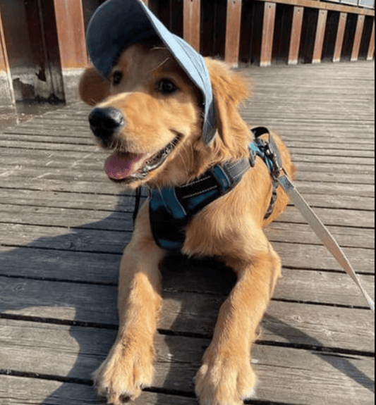 🔥Outdoor Sun Protection Hood For Dogs
